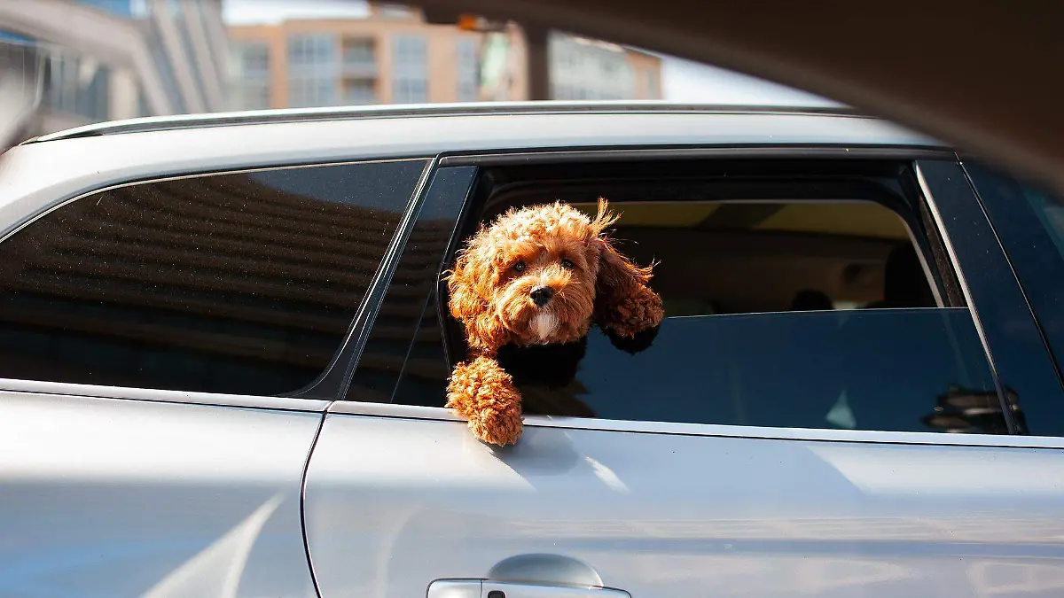 Tips para viajar con tu perrito en auto